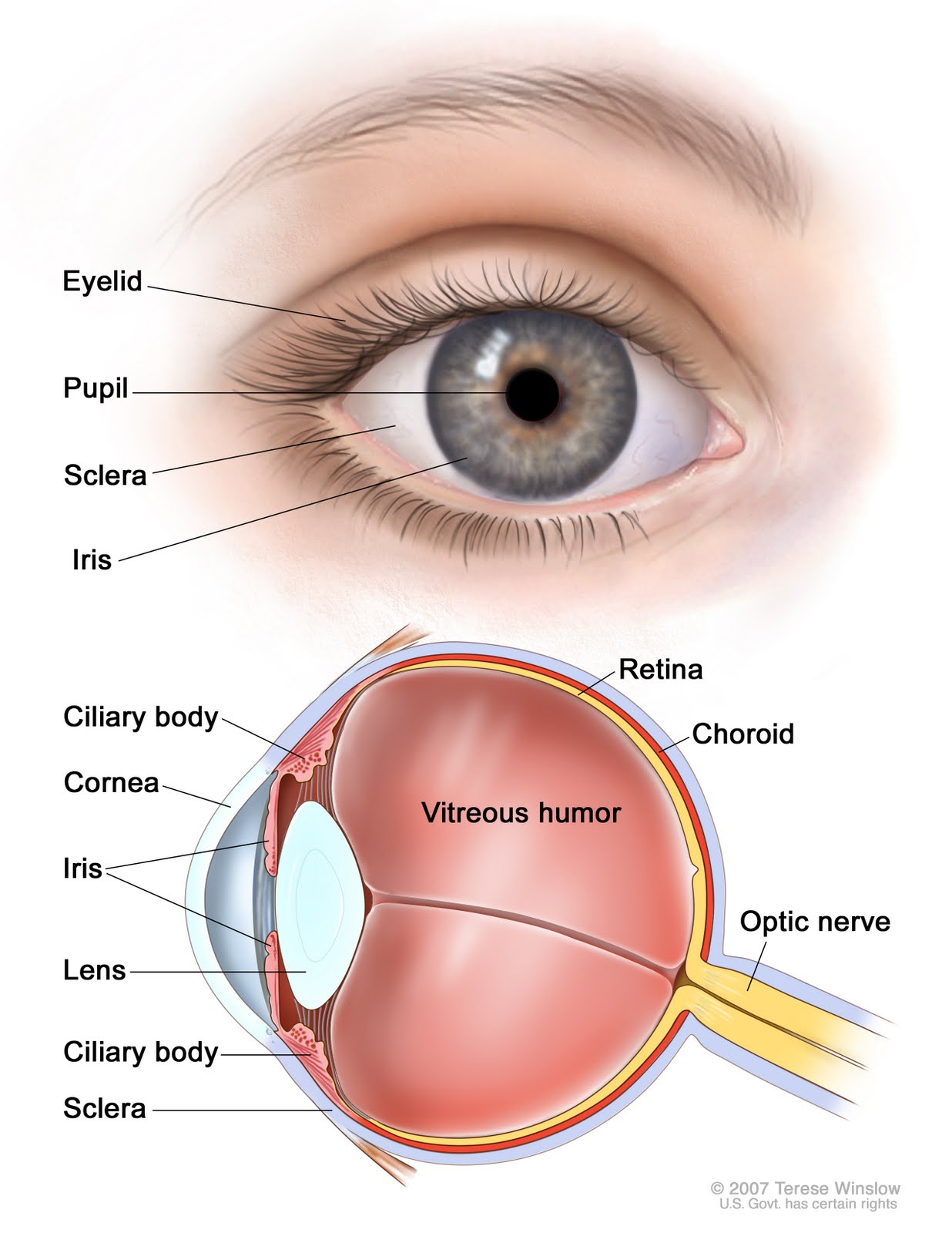 outer eye diagram health problem solutions structure of the eye outer eye diagram health problem solutions structure of the eye