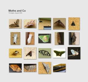 Grid photo of costa rican moths grid of moth photos