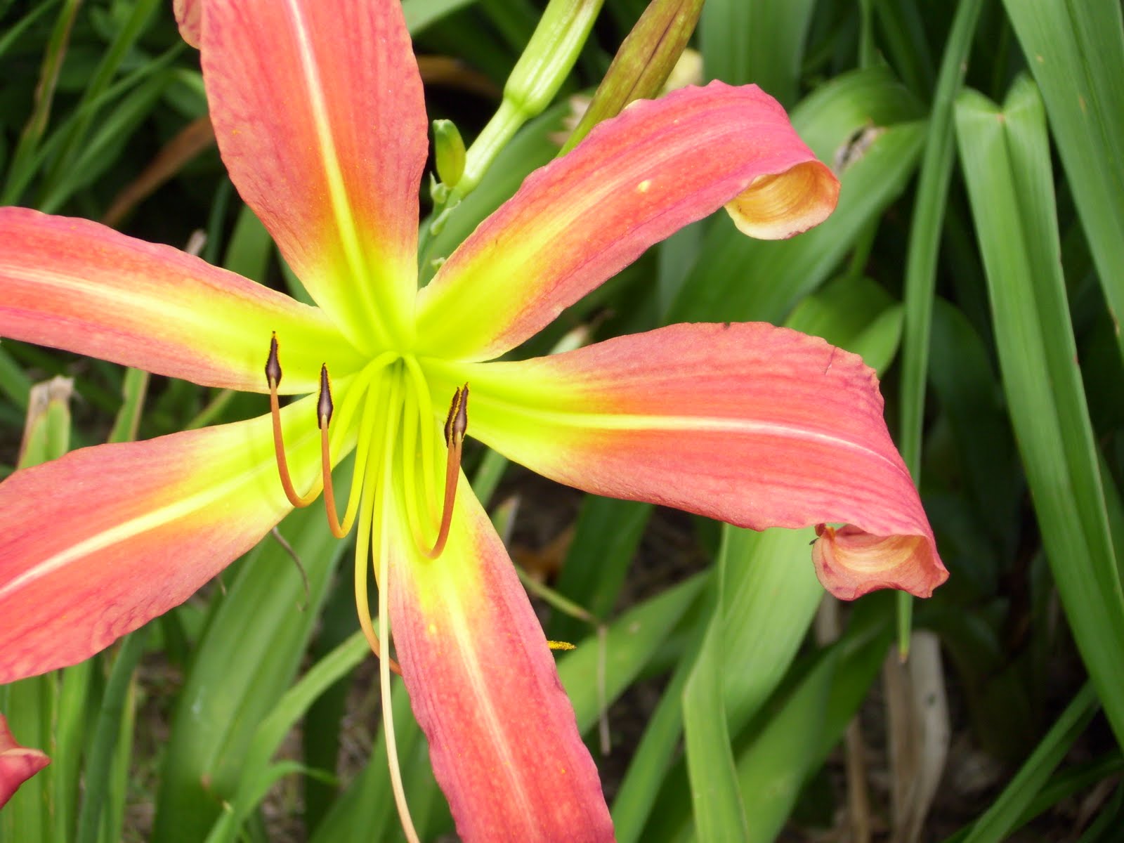 The Eclectic Scientist! Tiger Lilies and what's this flower (again)