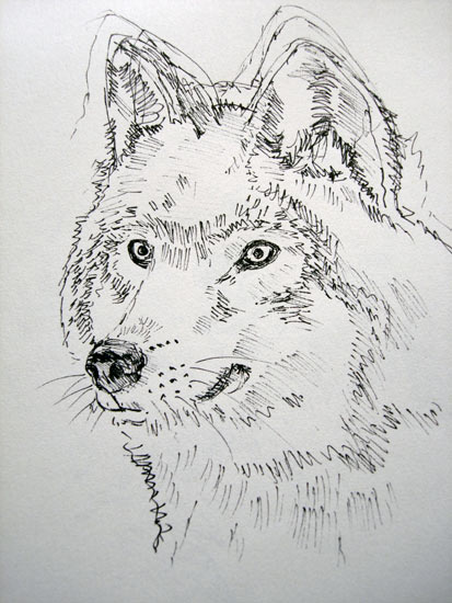 Arctic Wolf Sketches