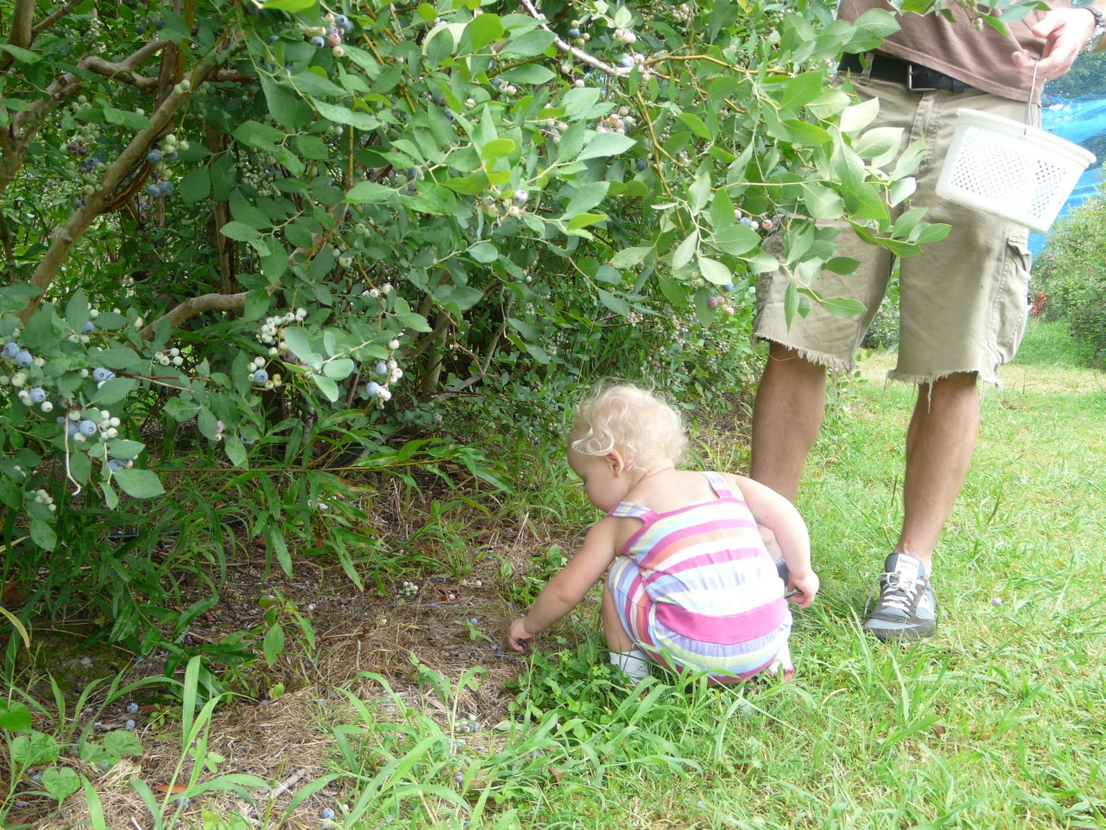 Children's Learning Activities You Pick Farms