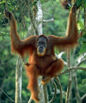 http://1.bp.blogspot.com/_j4t1stPs-w8/TDSwNFXuEtI/AAAAAAAAACU/St7MkuP2saw/S1600-R/orangutan-jungle-forest.jpg