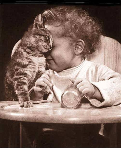 [gatos.bmp]