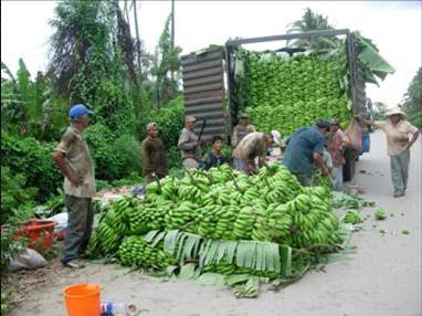 PRODUCCION DE BANANO ORGANICO EN LA HUAQUILLA