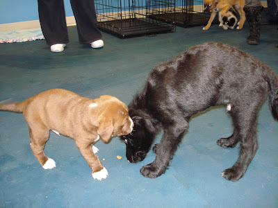 Clarence Puppy