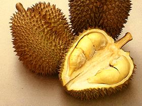 [durian.htm]