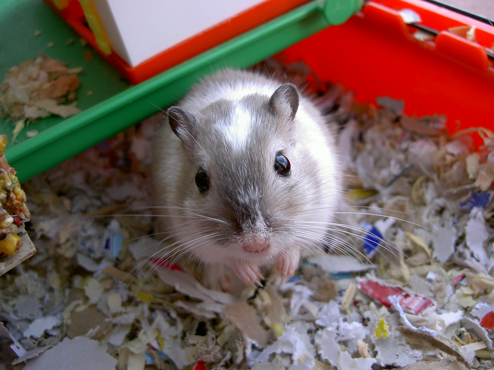 gerbils eating
