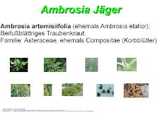 Ambrosia-Jäger
