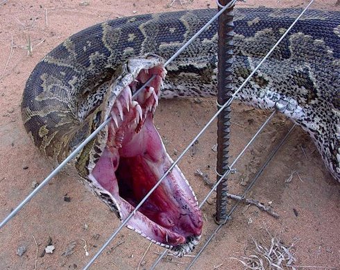 [African_rock_python_bites_fence.jpeg]