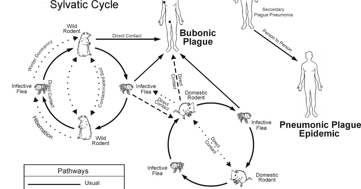 Pulmonary Medicine Made Easy Plague (black death)