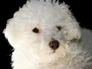 Bichon Fre