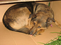 PERROS ENCONTRADOS