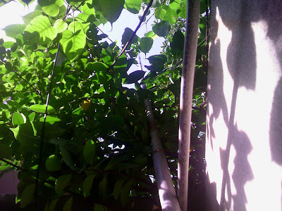 slimjim146 My New 146Mhz Slim Jim Antenna
