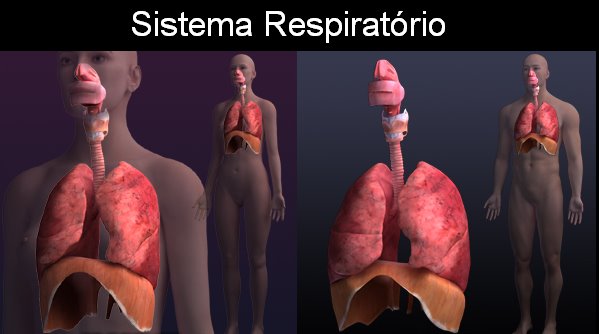 Sistema Respiratório