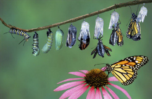 gambar kupu-kupu dan bunga - foto hewan - gambar kupu-kupu dan bunga