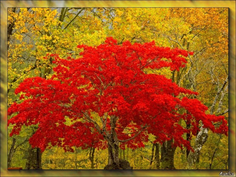 Karácsonyi képeslap Szép képek szép gondolatok: Őszi Tájképek