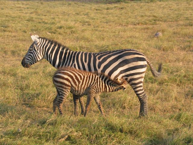 http://1.bp.blogspot.com/_jFJeRGSSUNM/SB8mfY8OqKI/AAAAAAAAAO4/QHf5Lav5agA/s1600/Park-2-07-Amboseli-zebra-mother-baby.jpg