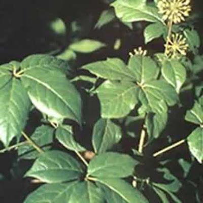 about siberian ginseng