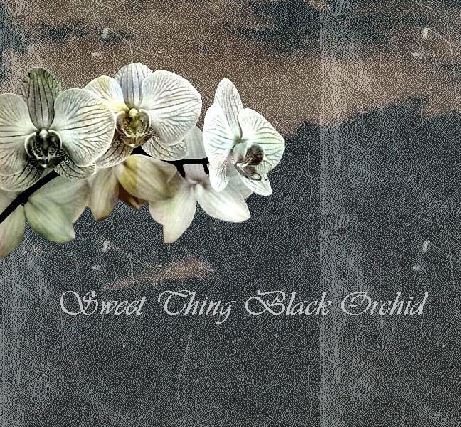 Sweet Thing Black Orchid