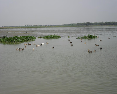kushtia, beel, chapai gachhi, haor
