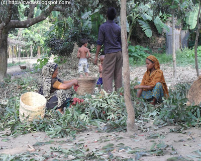 dinajpur lichu, bedana, bombai, madraji, bangladesh, lichi