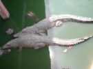 [crocodile+1.jpg]