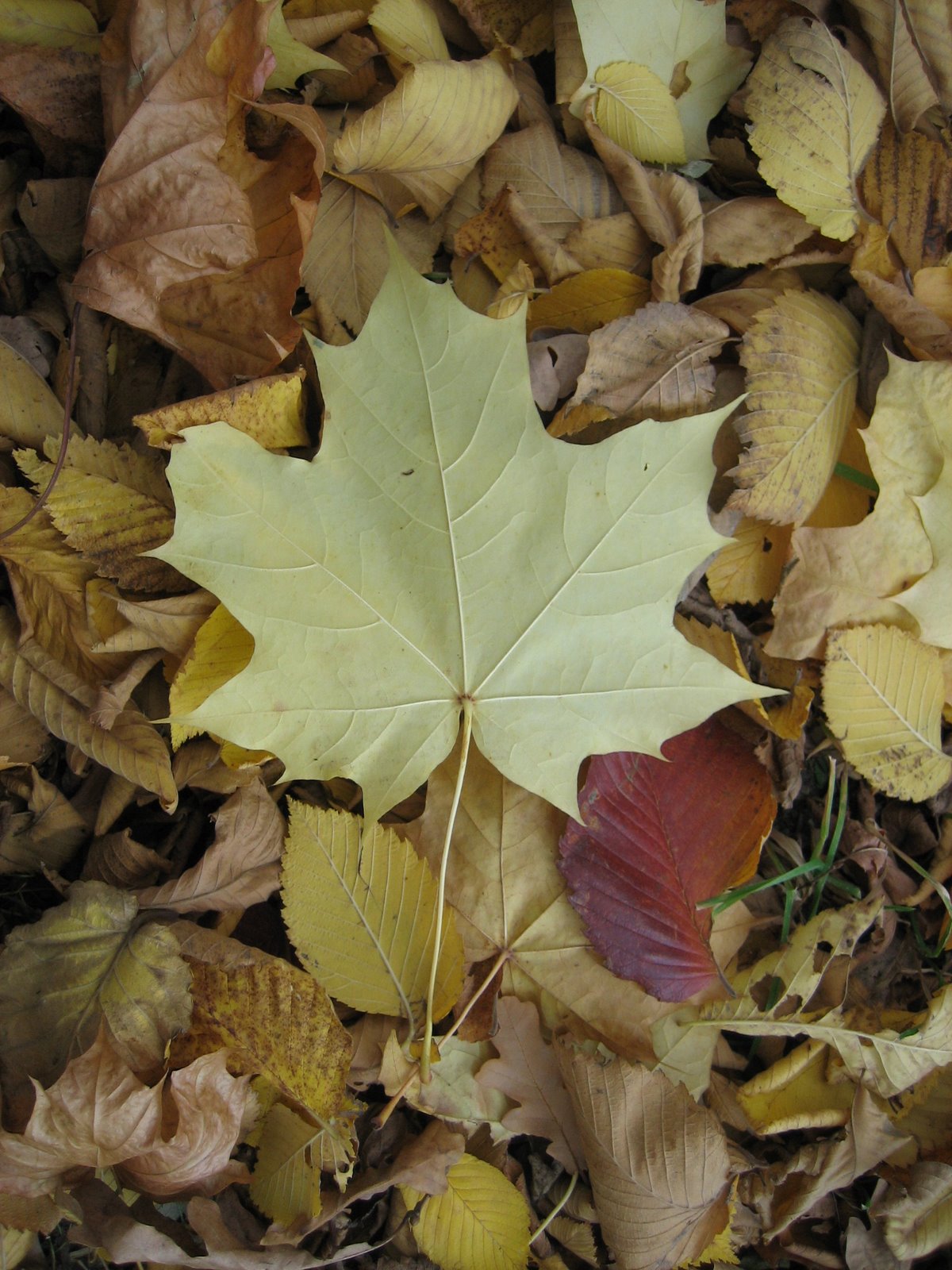 [Maple_leaf.jpg]