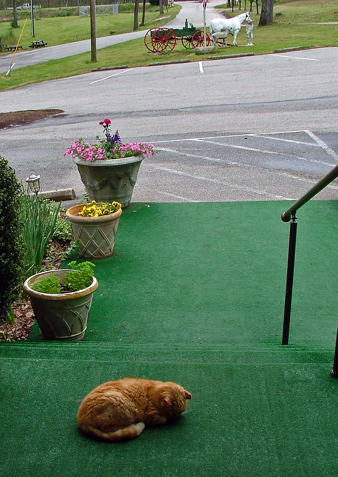 [Cats+of+the+Inn2.jpg]