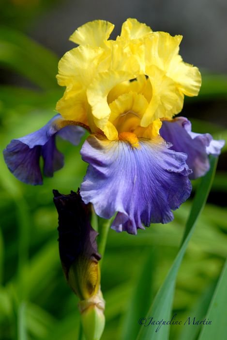 [iris2.jpg]