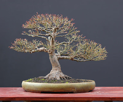 Chùm ảnh: Cây Bonsai Vào Mùa Đông Của Walter Pall