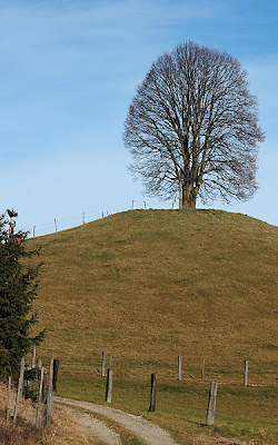 Cây Đoạn (liden Tree) Trên đồi Phù Thuỷ – Walter Pall