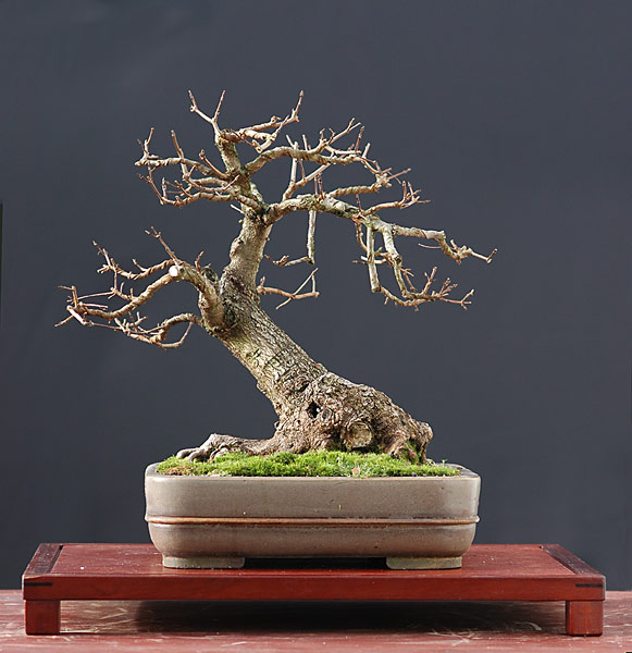 Chùm ảnh: Ảnh Kiểu Silhouettes Của Bonsai Vào Mùa đông