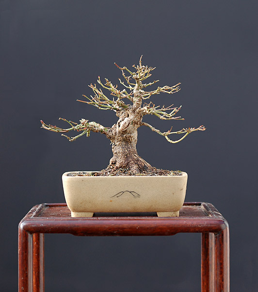 Chùm ảnh: Ảnh Kiểu Silhouettes Của Cây Phong Shohin (mini Bonsai) Vào Mùa đông – Walter Pall