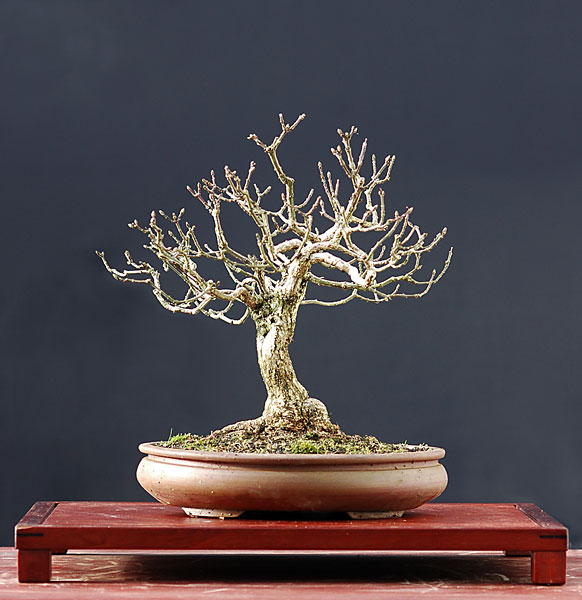 Chùm ảnh: Ảnh kiểu silhouettes một số cây Bonsai hiếm – Walter Pall