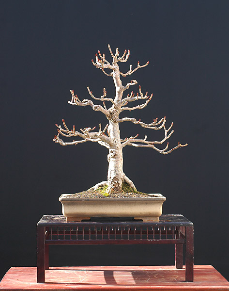 Chùm ảnh: Cây Bonsai Mùa đông Của Walter Pall