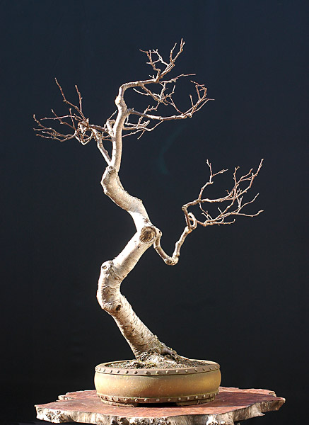 Chùm ảnh: Cây Cáng Lò Châu Âu (bu Lô, European Bog Birch, Betula Verrucosa) Nhảy Múa Của Walter Pall