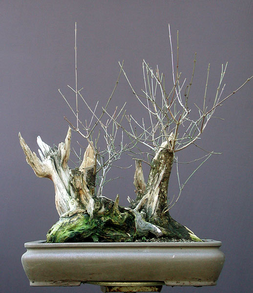 Chùm ảnh: Một Bụi Cây Thuộc Chi Giác Mộc (cornus, Dogwood) #1 – Walter Pall