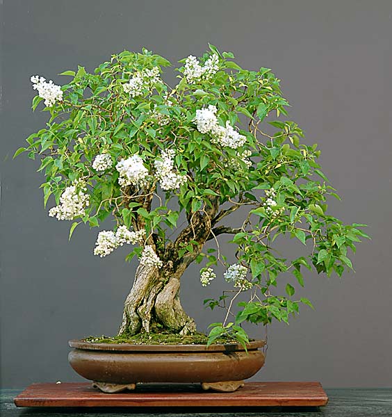 Ảnh: Cây Tử Đinh Hương (Garden Lilac, Syringa vulgaris) đầy tinh tế của Walter Pall