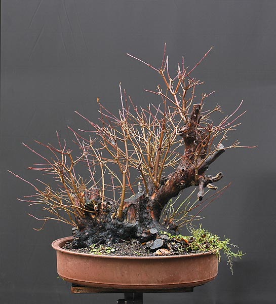 Chùm ảnh: Một Bụi Cây Sơn Thù Du Châu Âu (cornus Mas, Cornelian Cherry, Flowering Dogwood) #2 – Walter Pall