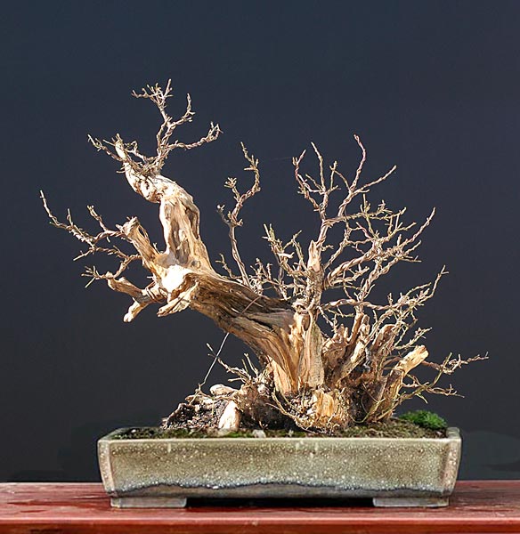 Chùm ảnh: Một Bụi Cây Sơn Thù Du Châu Âu (cornus Mas, Cornelian Cherry, Flowering Dogwood) #2 – Walter Pall