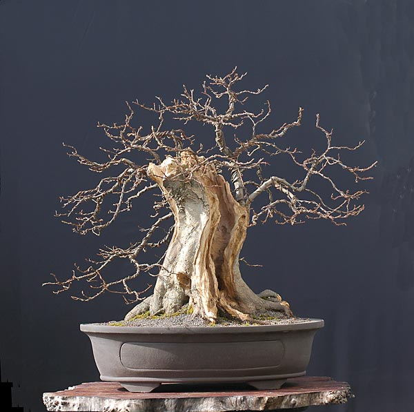 Quá Trình Tạo Dáng Cây Trăn Châu Âu (european Hornbeam, Carpinus Betulus) Cỡ Lớn Của Walter Pall