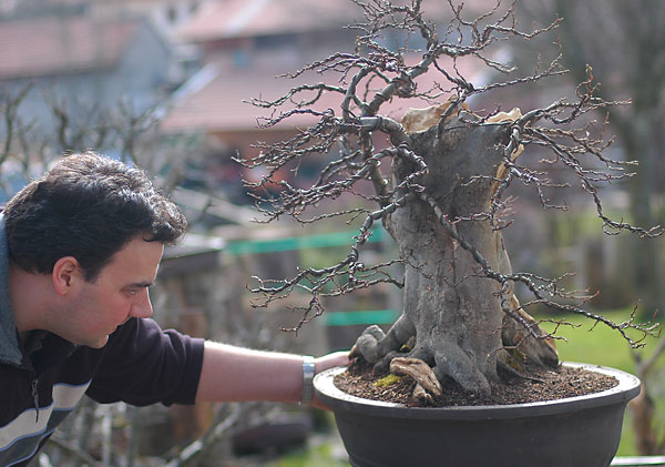 Quá Trình Tạo Dáng Cây Trăn Châu Âu (european Hornbeam, Carpinus Betulus) Cỡ Lớn Của Walter Pall