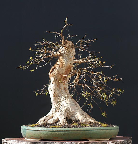 Cây Phong Tam Giác (trident Maple Tree) Có Vấn đề được Sang Chậu – Walter Pall