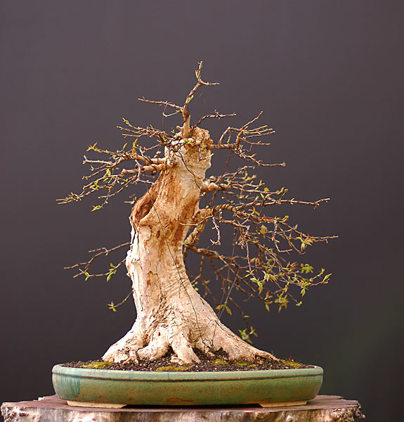 Cây Phong Tam Giác (Trident Maple Tree) có vấn đề được sang chậu – Walter Pall