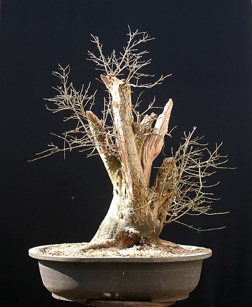 Chùm ảnh: Cây Sơn Thù Du Châu Âu (cornelian Cherry, Cornus Mas) – Walter Pall