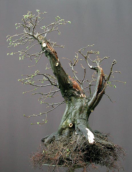 Quá Trình Tạo Dáng Cây Trăn Châu Âu (european Hornbeam, Carpinus Betulus) Cỡ Lớn Của Walter Pall