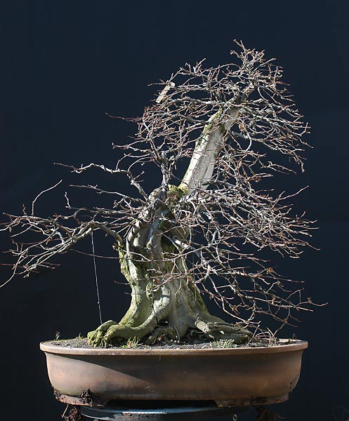 Quá Trình Tạo Dáng Cây Trăn Châu Âu (european Hornbeam, Carpinus Betulus) Cỡ Lớn Của Walter Pall