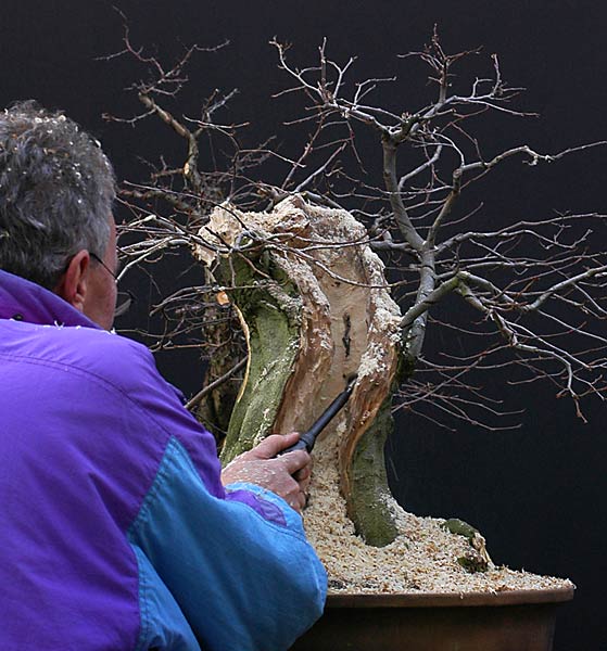 Quá Trình Tạo Dáng Cây Trăn Châu Âu (european Hornbeam, Carpinus Betulus) Cỡ Lớn Của Walter Pall