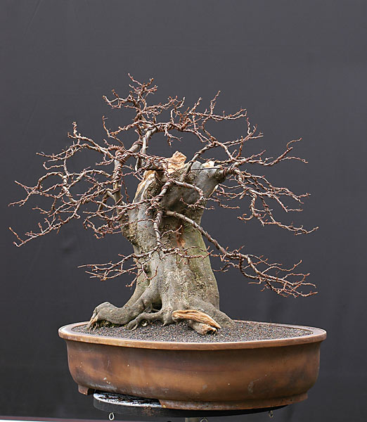 Quá Trình Tạo Dáng Cây Trăn Châu Âu (european Hornbeam, Carpinus Betulus) Cỡ Lớn Của Walter Pall
