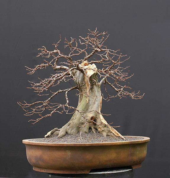 Quá Trình Tạo Dáng Cây Trăn Châu Âu (european Hornbeam, Carpinus Betulus) Cỡ Lớn Của Walter Pall